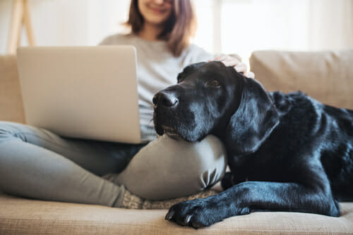 Fishman Allergy Asthma ENT large black dog laying on knee of woman sitting criss-cross on sofa with laptop on other knee